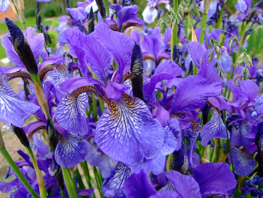 Ирис Дальневосточный