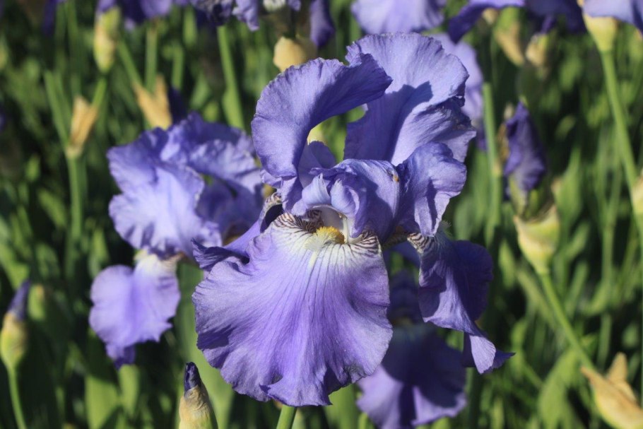 Ирис Сибирский Каррьер