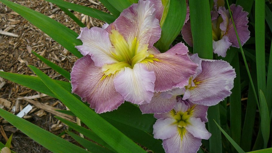 Ирис луизианский Лаура Луиза