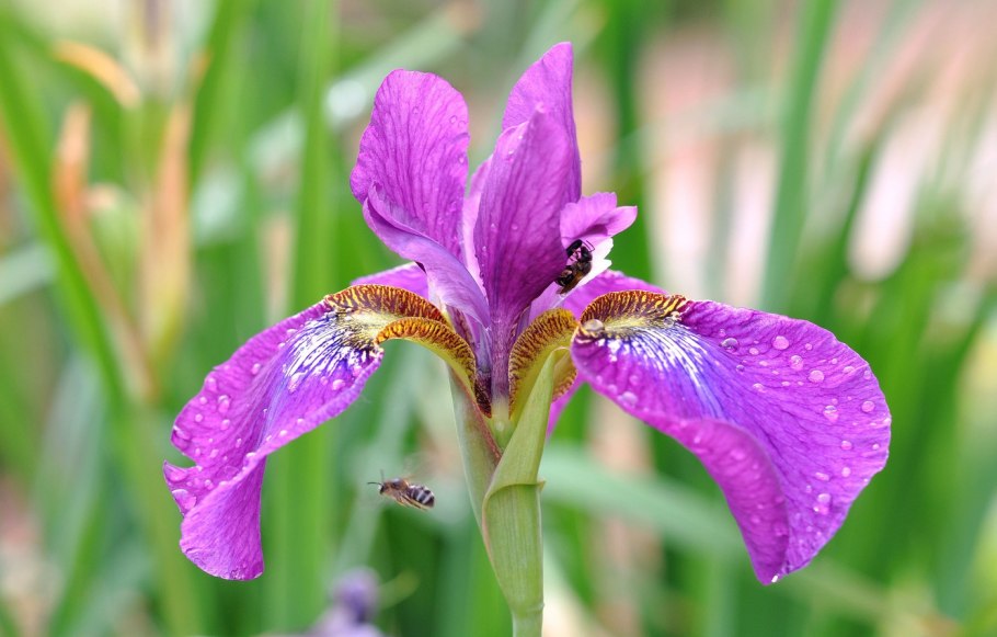 Касатик тонколистный