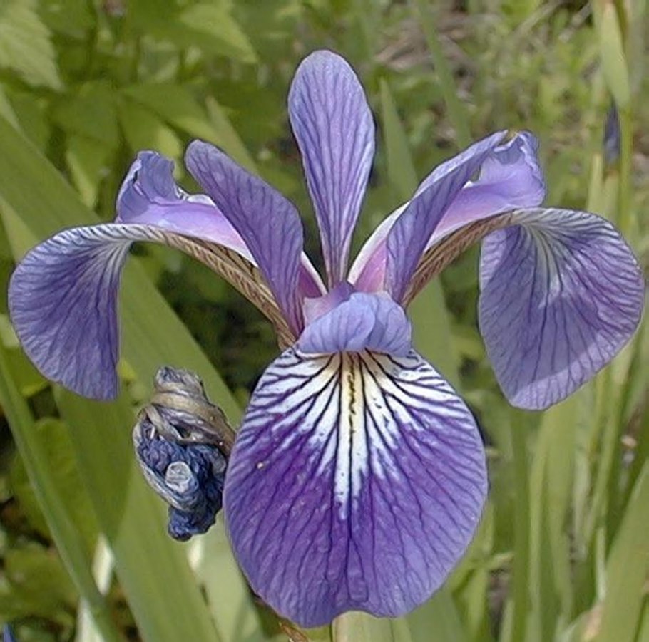 Ирис Сибирский Мэджик