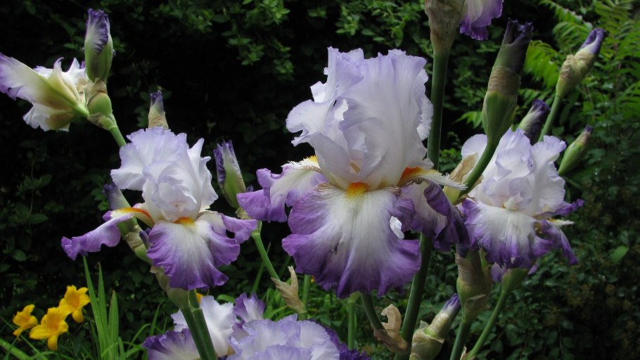 Ирис Шмакова