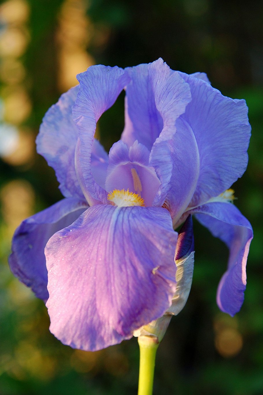 Iris sibirica l.- Ирис Сибирский.