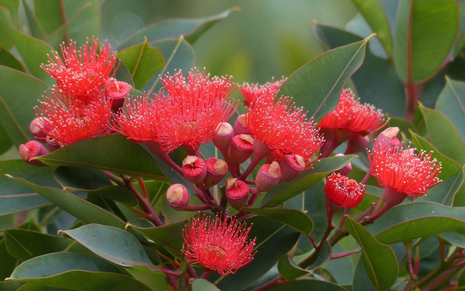 Эвкалипт прутовидный