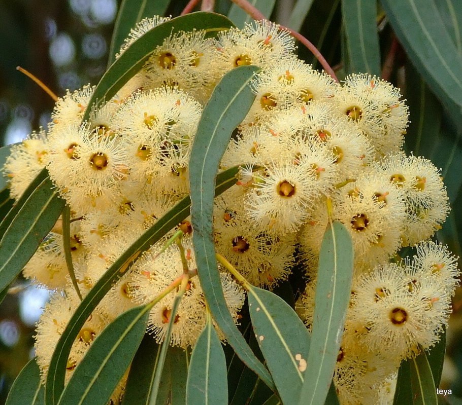 Эвкалипт медовопахнущий