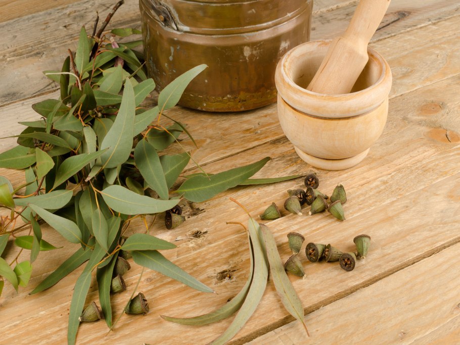 Эвкалипт иволистный