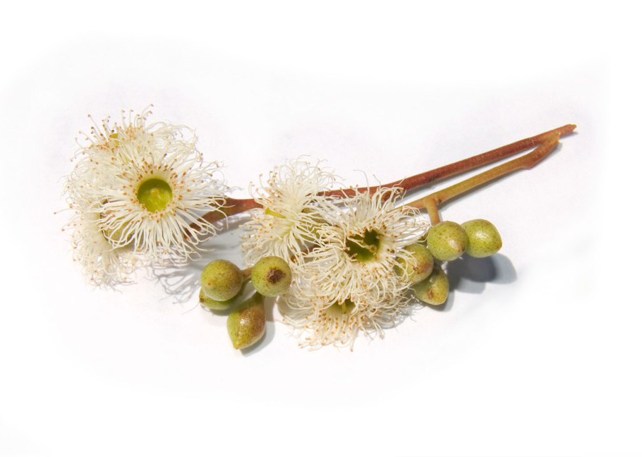 Королевский эвкалипт