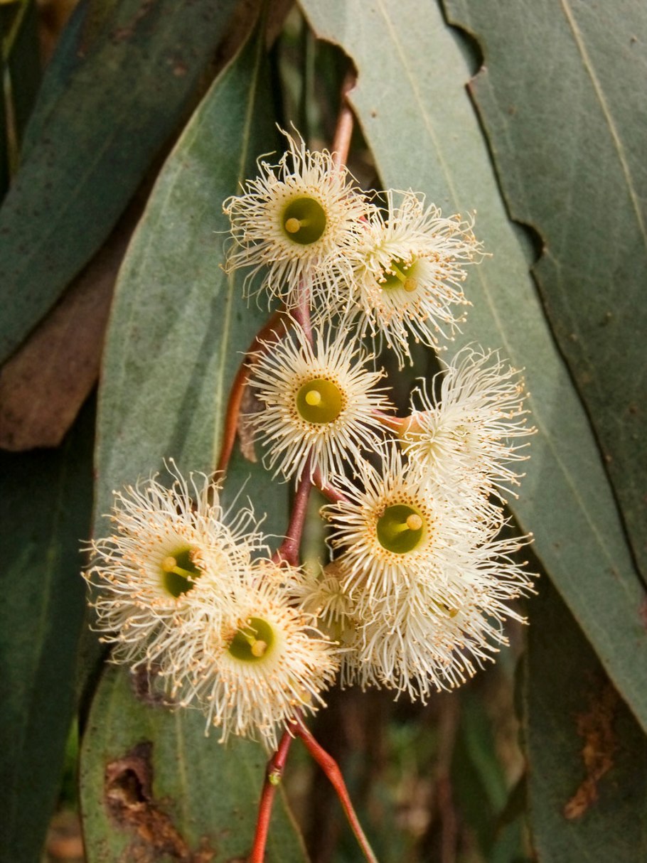 Эвкалипт Лучистый