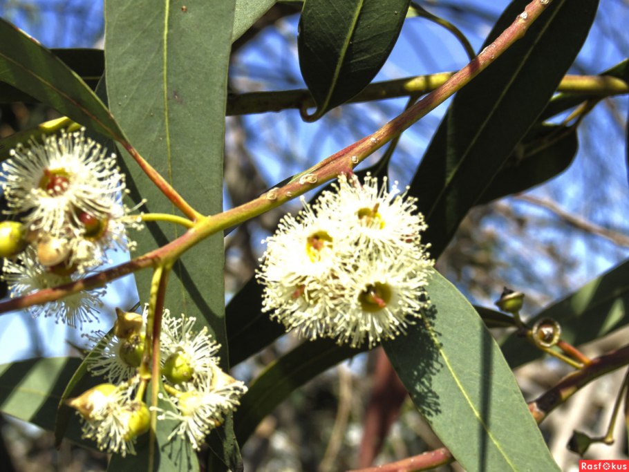 Эвкалипт иволистный