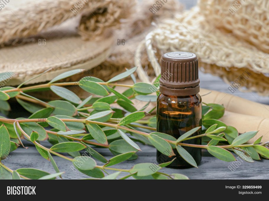 Эвкалипт Бриджеса