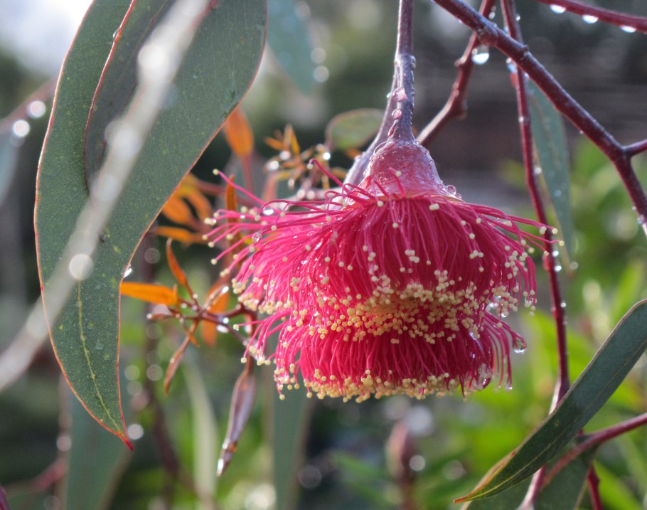Эвкалипт цветет
