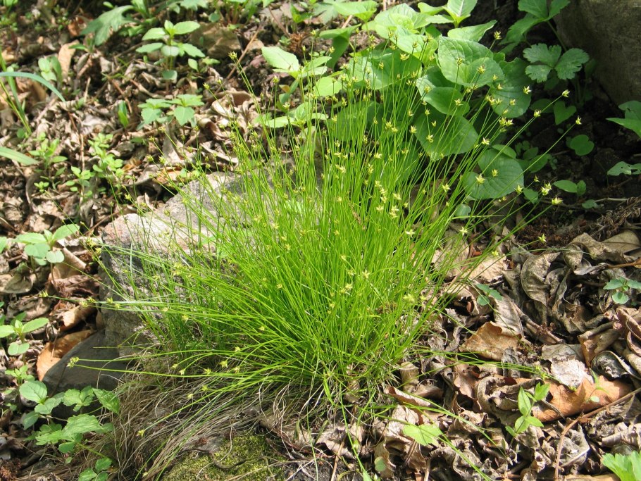 Осока трясунковидная