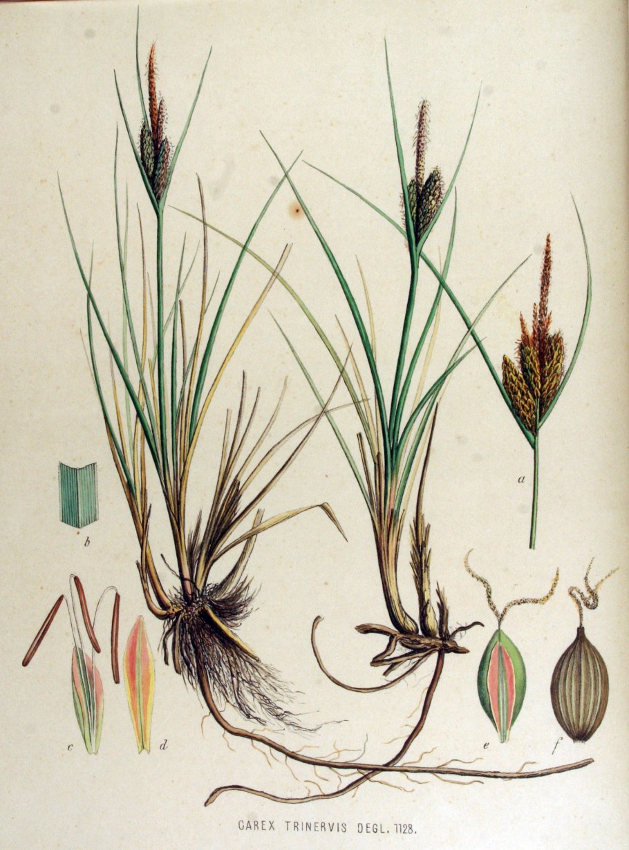 Carex praecox