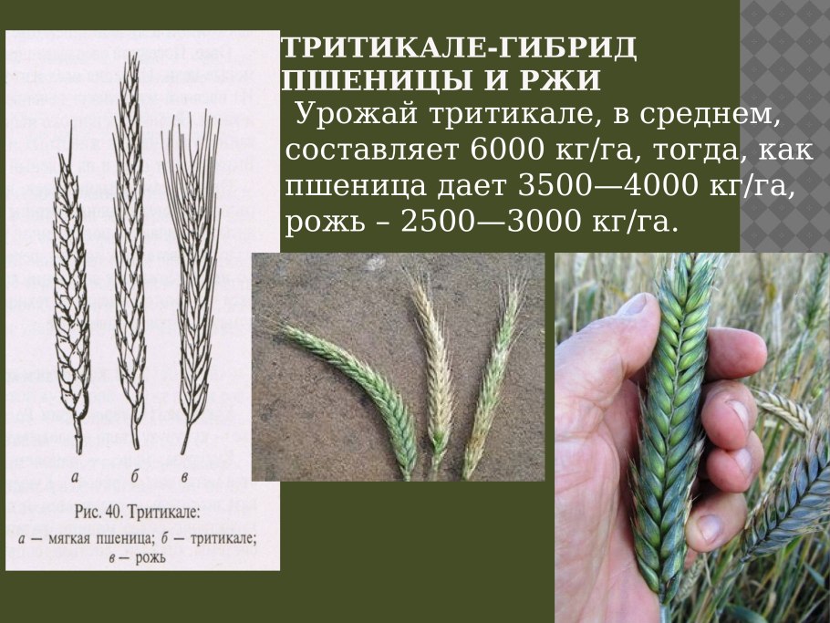 Пшеница озимая и Яровая формы