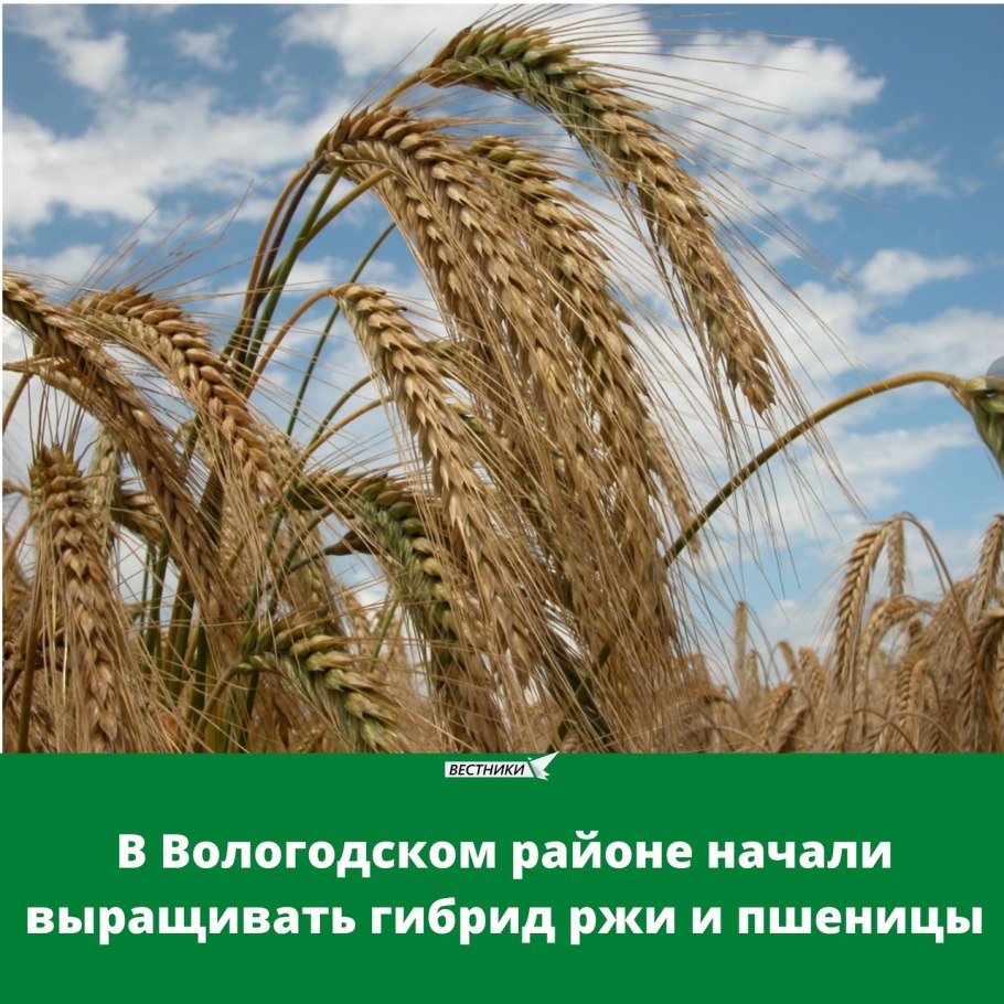 Колос тритикале