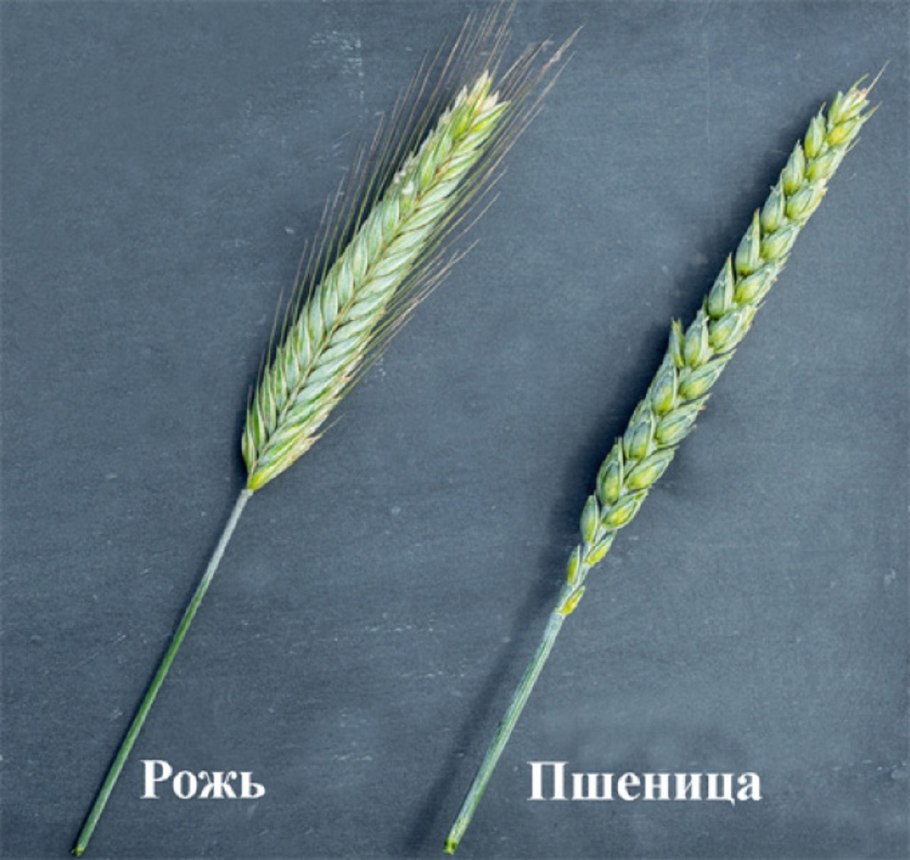 Колоски рожь и пшеница