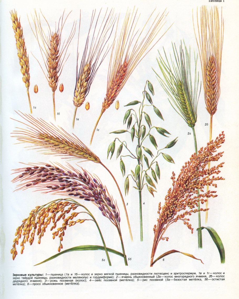 Пшеница Яровая и озимая разница