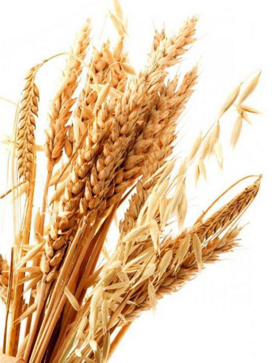 Rye крупа
