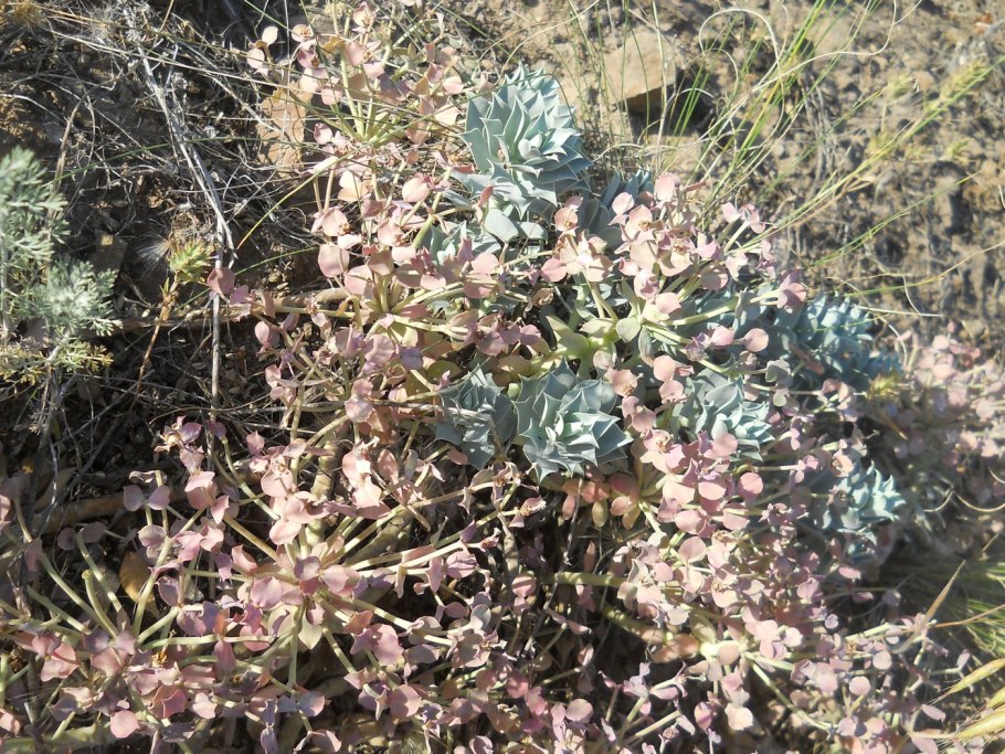 Клещевина обыкновенная, рицин – Ricinus communis (Молочайные)