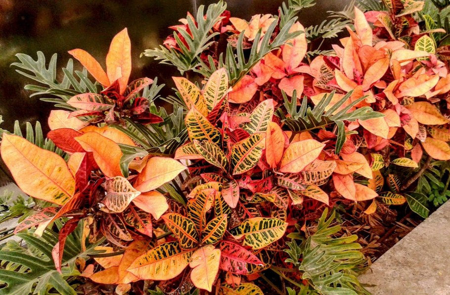 Акалифа Южная (Acalypha Australis