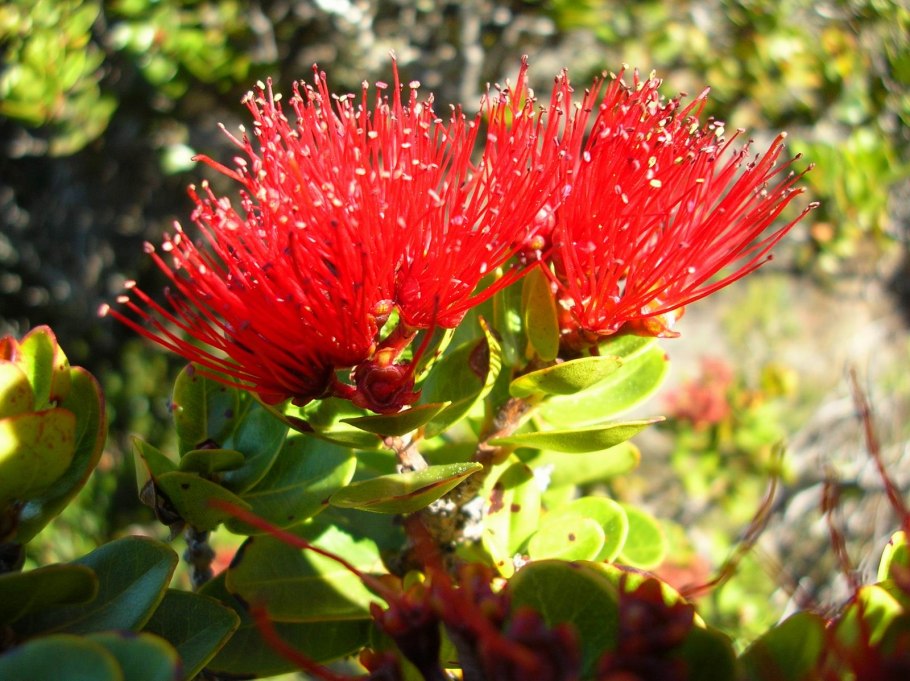 Метросидерос Томаса