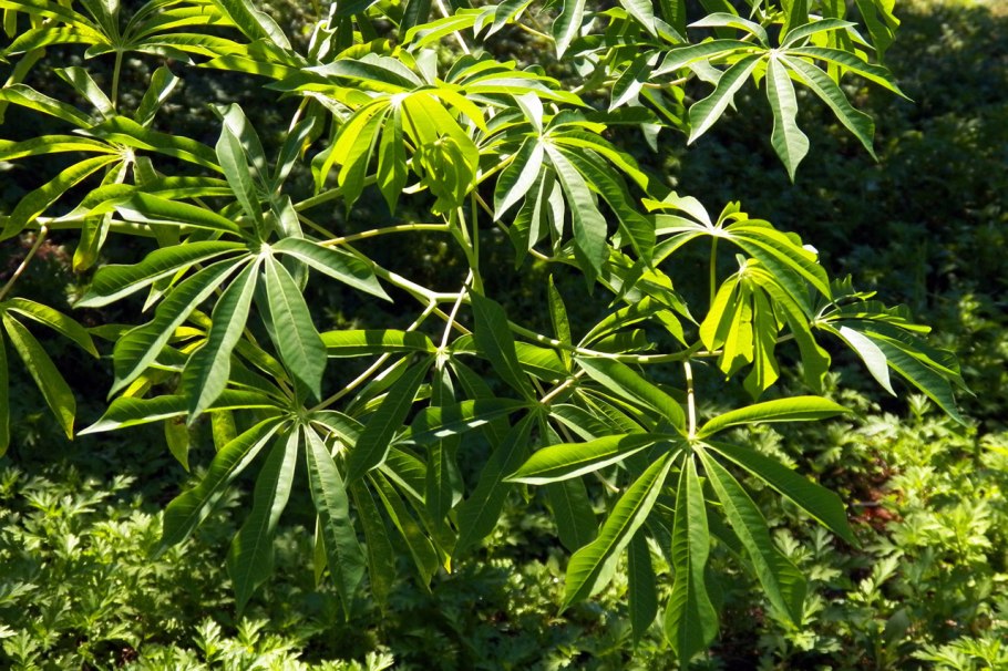 Цветы в горшках для дома