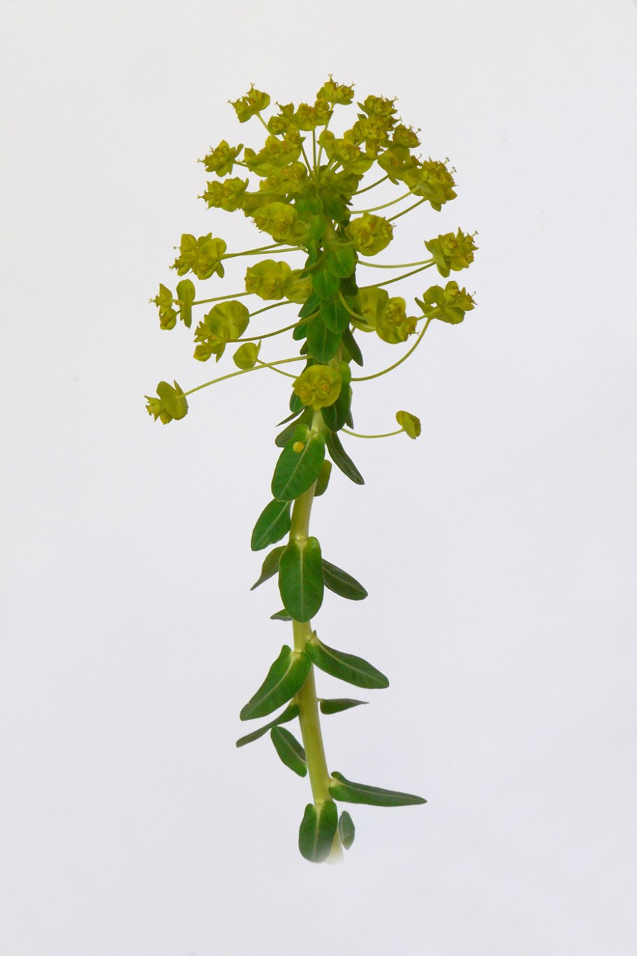 Молочай сегиеров (Euphorbia seguieriana)