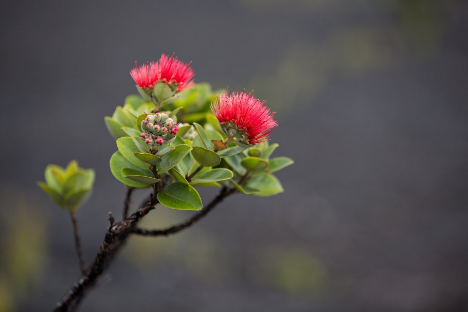 Пролесник многолетний (Mercuriális perénnis)