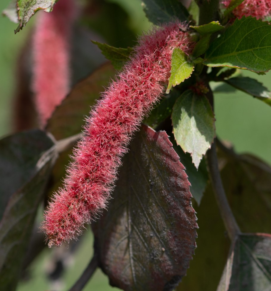 Молочай Фишера