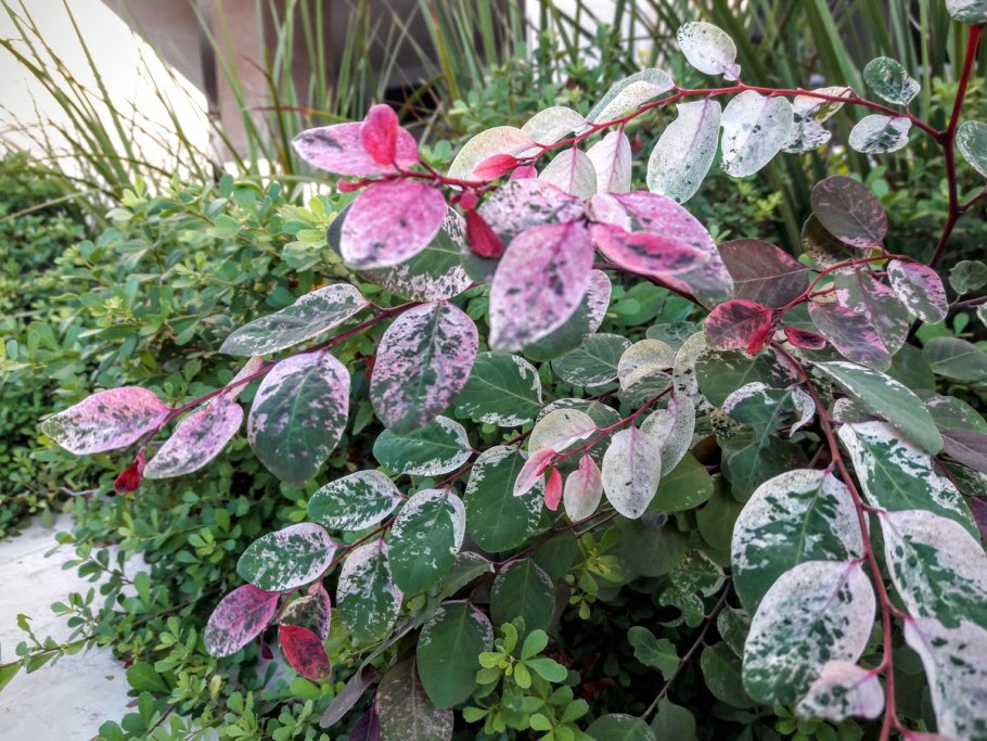 Метросидерос зонтичный всходы из семян