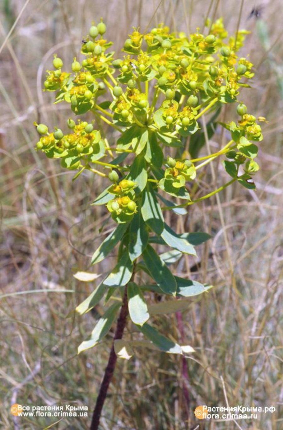 Metrosideros polymorpha
