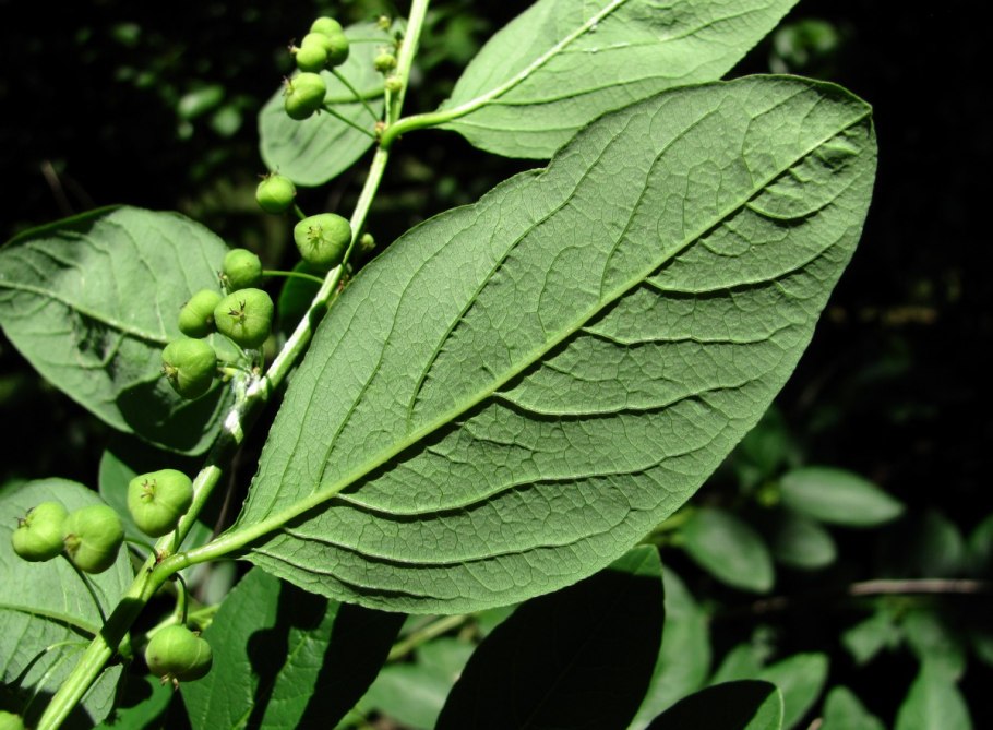 Metrosideros polymorpha