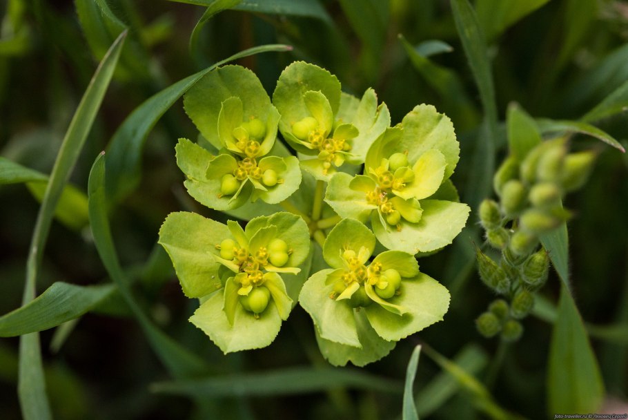 Euphorbia helioscopia молочай солнцегляд