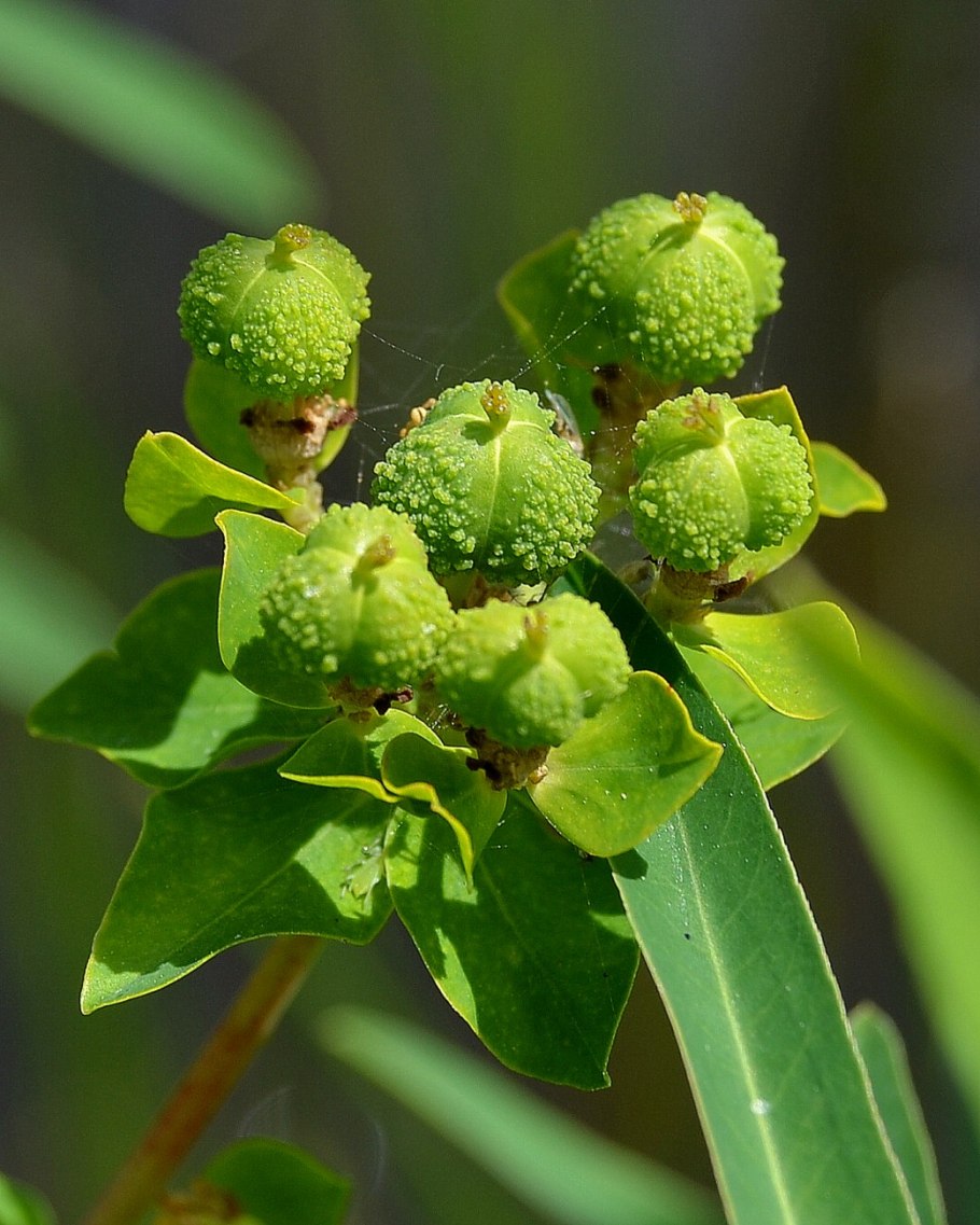Молочай Euphorbia palustris