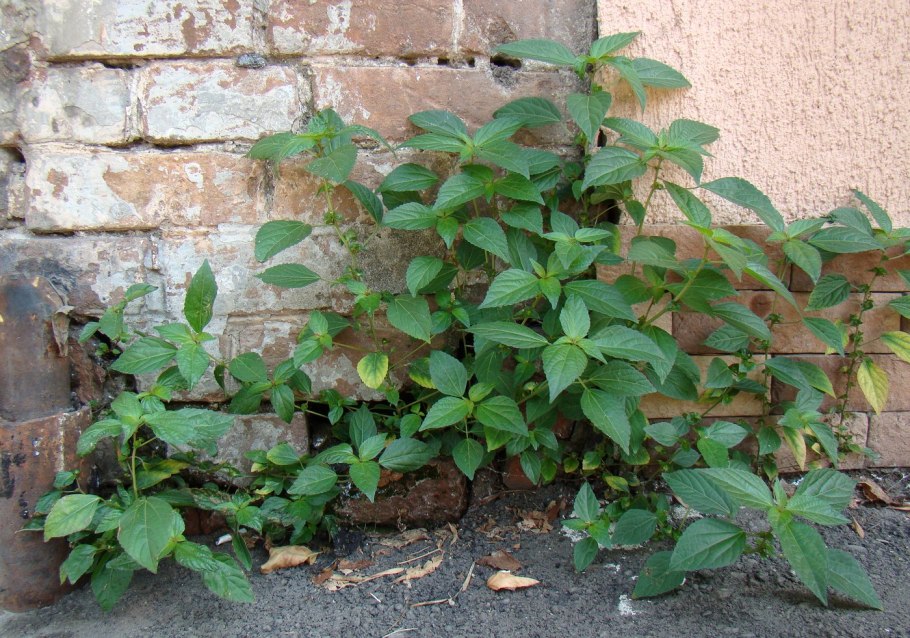 Акалифа хиспида