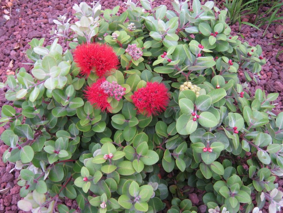 Растение Allotropa virgata в природе