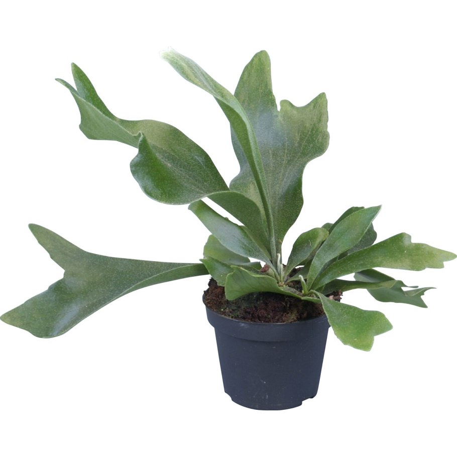 Платицериум двувильчатый