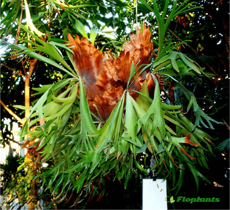 Платицериум Оленьи рога