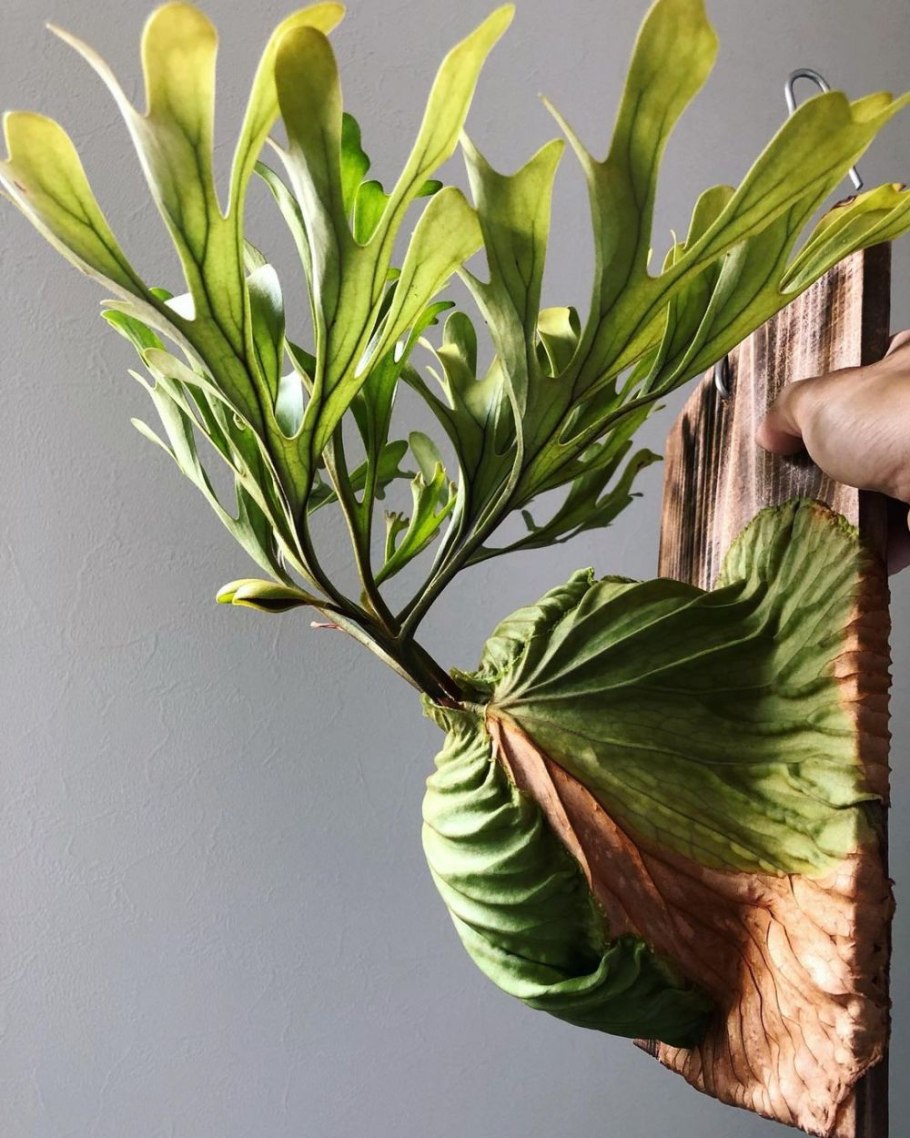 Платицериум оленерогий папоротник