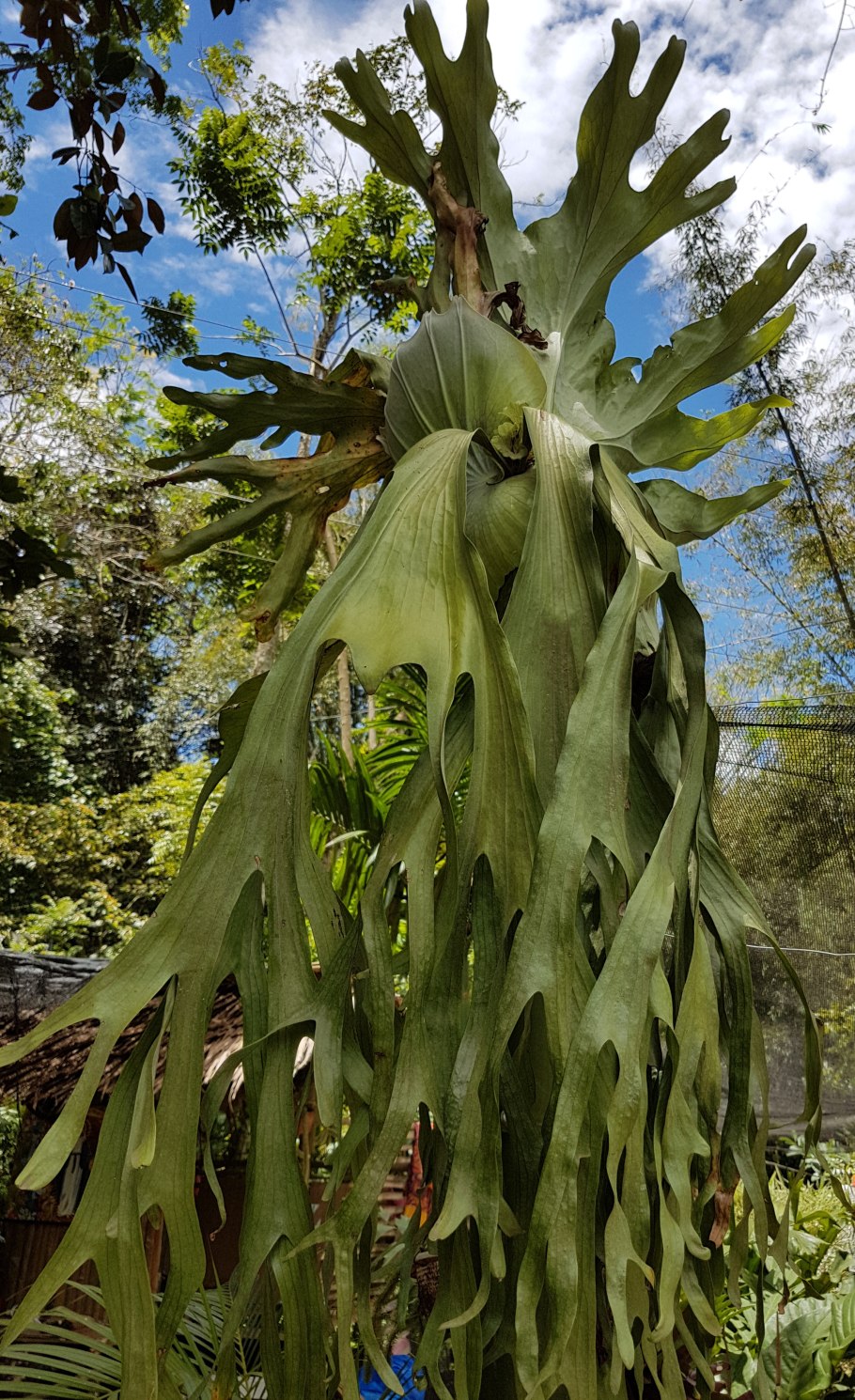 Папоротник Платицериум бифуркатум