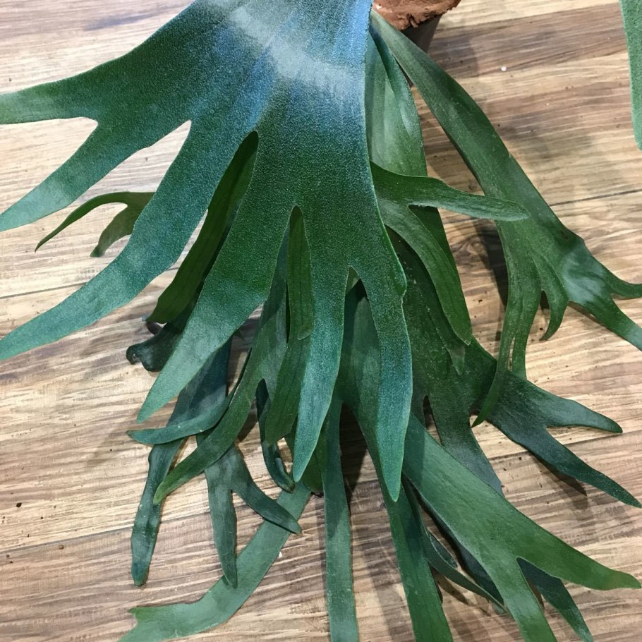 Платицериум Оленьи рога