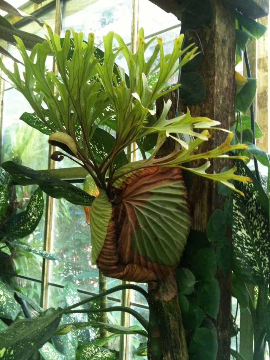 Планетариум папоротник