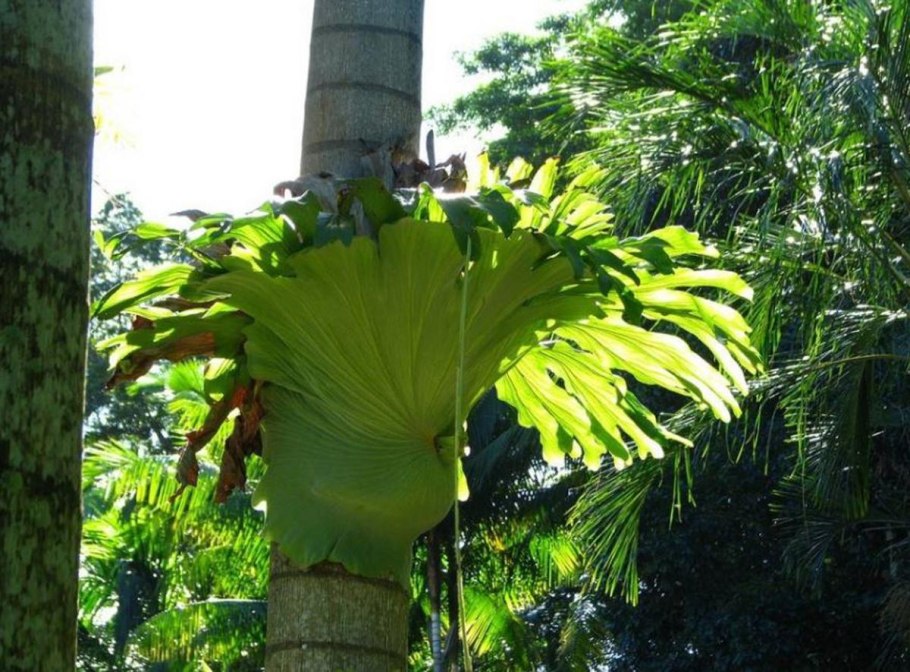 Платицениум буфуркатум