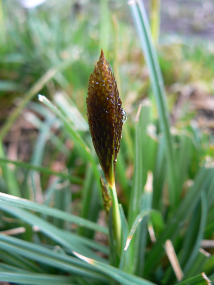 Осока парвская (Carex brevicollis d, с.).