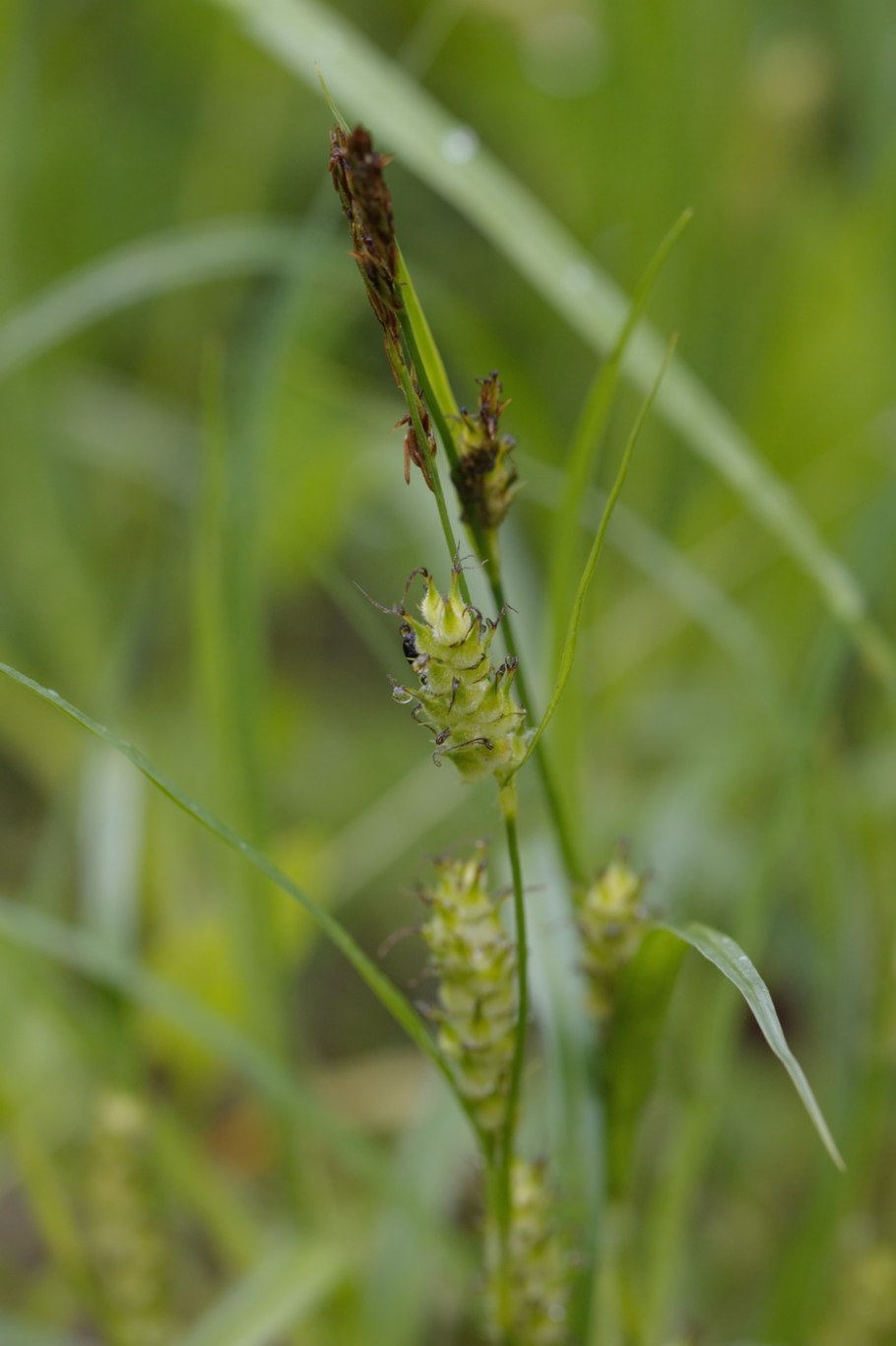 Осока острая (Carex acuta)