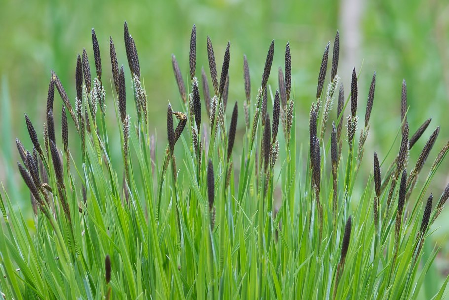 Осока парвская (Carex brevicollis d, с.).