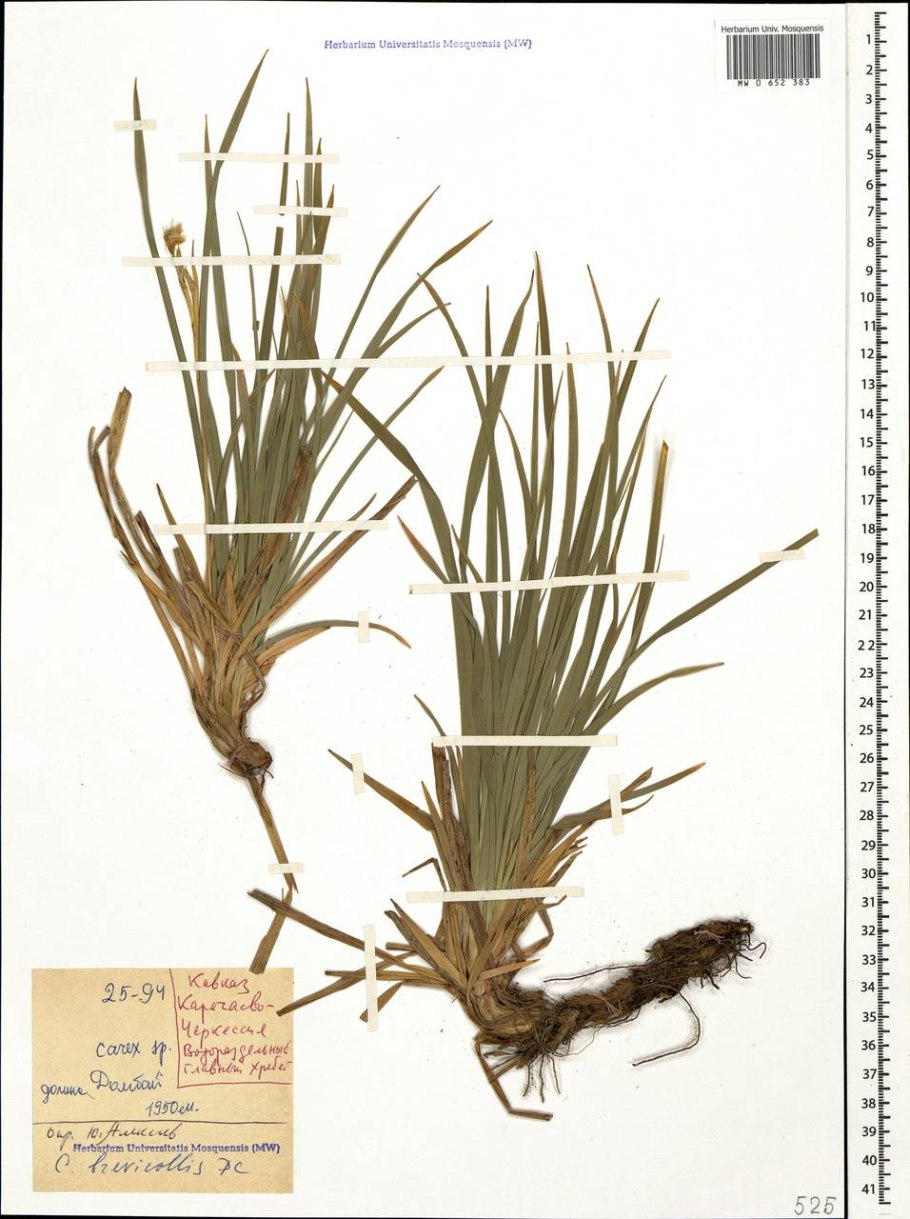 Carex brevicollis гербарий