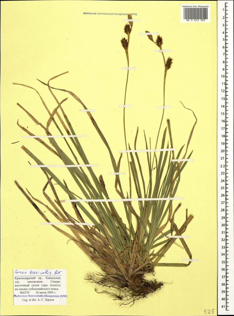 Carex caryophyllea