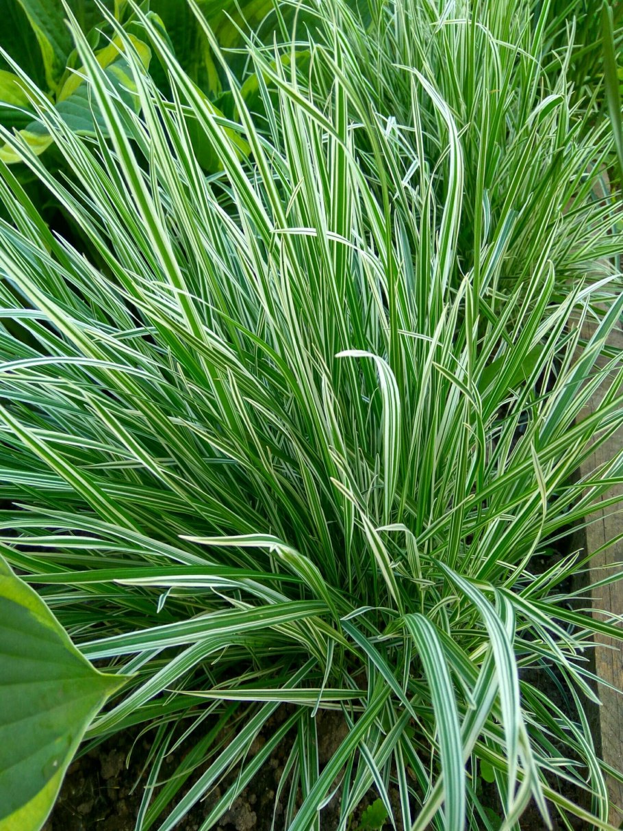 Осока Просяная