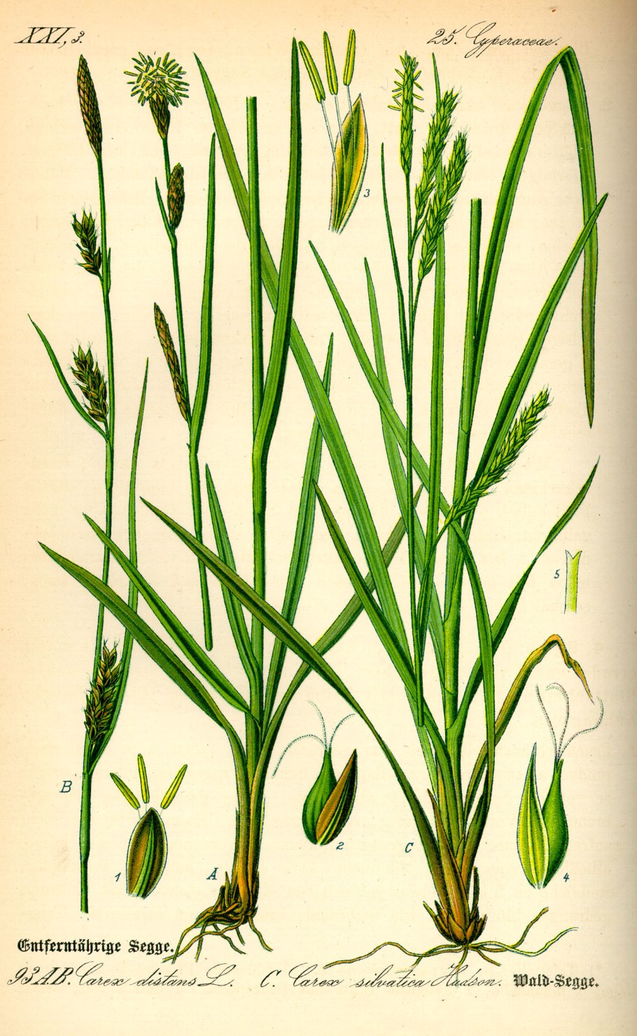 Осока парвская (Carex brevicollis d, с.).